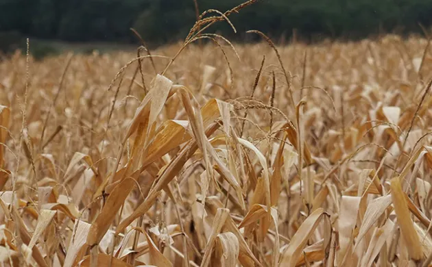 Sécurité alimentaire : la nécessité d’élargir le spectre de la défense