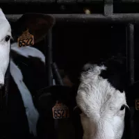 Salon International de l'Agriculture 2023 : un secteur agricole en mal d'attractivité 