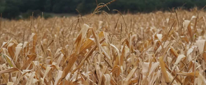 Sécurité alimentaire : la nécessité d’élargir le spectre de la défense